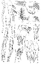 Species Ridgewayia gracilis - Plate 3 of morphological figures