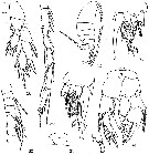 Espce Ridgewayia shoemakeri - Planche 2 de figures morphologiques