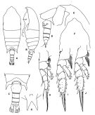 Espce Aetideopsis tumorosa - Planche 6 de figures morphologiques