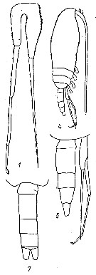 Espce Pseudocalanus minutus - Planche 7 de figures morphologiques