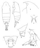 Espce Aetideopsis rostrata - Planche 1 de figures morphologiques