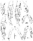 Espce Cenognatha antarctica - Planche 3 de figures morphologiques