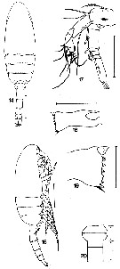 Espce Drepanopus forcipatus - Planche 6 de figures morphologiques