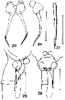 Espce Drepanopus forcipatus - Planche 7 de figures morphologiques