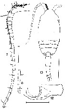 Espce Drepanopus forcipatus - Planche 9 de figures morphologiques