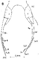 Espce Pontellina plumata - Planche 22 de figures morphologiques
