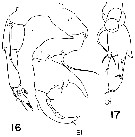 Espce Pontellina plumata - Planche 23 de figures morphologiques