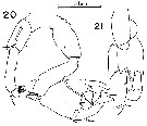 Species Pontellina morii - Plate 7 of morphological figures