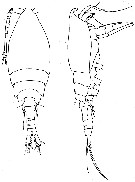 Espce Hyalopontius typicus - Planche 1 de figures morphologiques