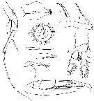 Espce Hyalopontius typicus - Planche 2 de figures morphologiques