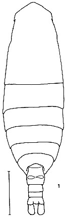Espce Calanus sinicus - Planche 2 de figures morphologiques