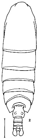 Espce Calanus jashnovi - Planche 1 de figures morphologiques