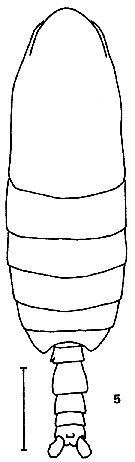 Espce Calanus sinicus - Planche 7 de figures morphologiques