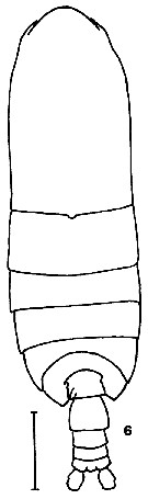 Espce Calanus jashnovi - Planche 6 de figures morphologiques