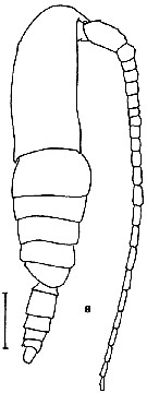 Espce Calanus jashnovi - Planche 7 de figures morphologiques