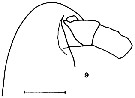 Espce Calanus sinicus - Planche 4 de figures morphologiques