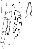 Espce Calanus sinicus - Planche 9 de figures morphologiques