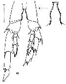 Espce Calanus jashnovi - Planche 8 de figures morphologiques