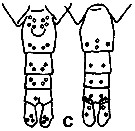 Espce Calanus finmarchicus - Planche 6 de figures morphologiques