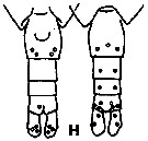 Espce Calanus helgolandicus - Planche 3 de figures morphologiques