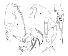 Espce Gaetanus tenuispinus - Planche 3 de figures morphologiques