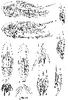 Espce Calanus sinicus - Planche 12 de figures morphologiques