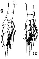 Espce Mesocalanus tenuicornis - Planche 7 de figures morphologiques