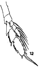 Espce Neocalanus gracilis - Planche 11 de figures morphologiques