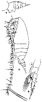 Species Neocalanus robustior - Plate 7 of morphological figures