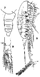 Espce Neocalanus gracilis - Planche 10 de figures morphologiques