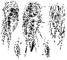 Espce Nannocalanus minor - Planche 13 de figures morphologiques