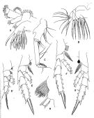Espce Gaetanus brevispinus - Planche 2 de figures morphologiques