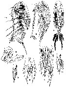 Espce Cosmocalanus darwini - Planche 8 de figures morphologiques