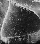 Espce Pontellina sobrina - Planche 8 de figures morphologiques