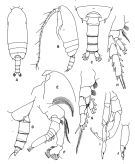 Espce Gaetanus brevispinus - Planche 3 de figures morphologiques