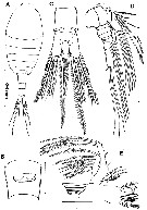 Espce Iboyella cubensis - Planche 1 de figures morphologiques