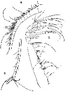 Espce Iboyella cubensis - Planche 2 de figures morphologiques