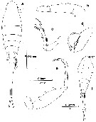 Espce Lubbockia aculeata - Planche 6 de figures morphologiques