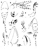 Espce Lubbockia extenuata - Planche 1 de figures morphologiques