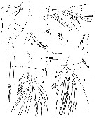 Espce Atrophia minuta - Planche 2 de figures morphologiques