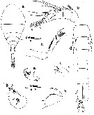 Espce Homeognathia brevis - Planche 1 de figures morphologiques