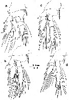 Espce Homeognathia brevis - Planche 2 de figures morphologiques