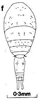 Espce Oncaea venella - Planche 1 de figures morphologiques