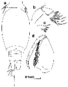 Espce Oncaea venusta - Planche 18 de figures morphologiques