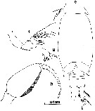 Espce Oncaea mediterranea - Planche 8 de figures morphologiques