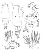 Espce Gaetanus pileatus - Planche 2 de figures morphologiques