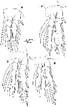 Espce Oncaea rotundata - Planche 2 de figures morphologiques