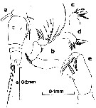 Espce Oncaea notopus - Planche 1 de figures morphologiques