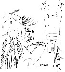 Espce Oncaea media - Planche 6 de figures morphologiques