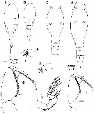 Espce Oncaea ornata - Planche 2 de figures morphologiques